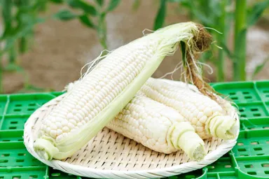 トウモロコシ1