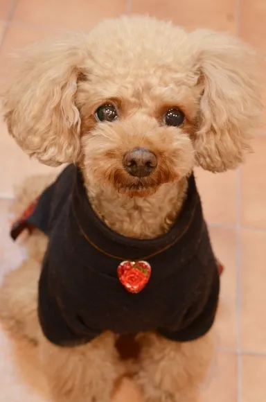 ワンちゃんの首元を華やかに演出