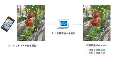 AI画像解析によるトマトの収穫判定AIシステム開発