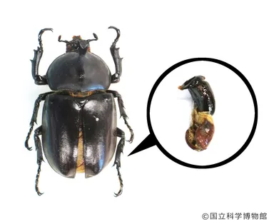 ギナンドロモルフ_カブトムシ