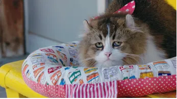 劇中カット (C)劇場版「ふにゃ～り日和」製作委員会