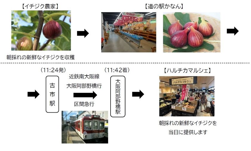 ～近鉄電車による貨客混載輸送で実現～
河南町の新鮮な朝採れイチジクを、ハルチカマルシェで販売します！
