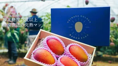 沖縄ゴールデンマンゴーファームの完熟マンゴー