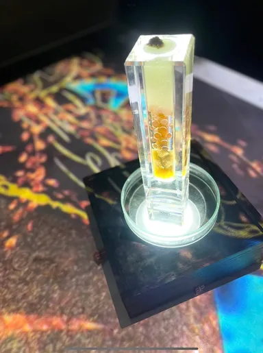 イザナミ・イザナギの世界　魚卵の多様性