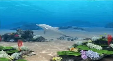 映像コンテンツ「癒しイルカ」