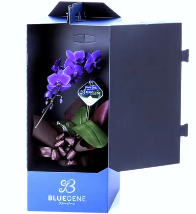 Blue Gene1本立鉢(1)