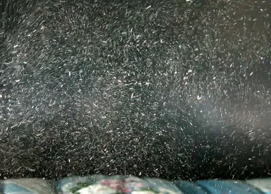 布団上げ下ろしでハウスダストが舞う様子