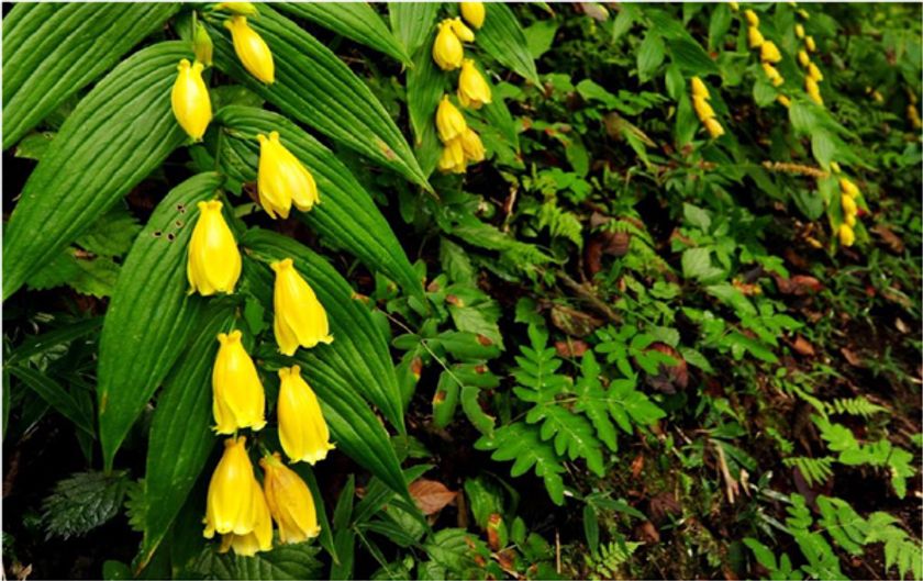 【六甲高山植物園】牧野富太郎発見
「ジョウロウホトトギス」と
「キイジョウロウホトトギス」が見頃を迎えました！
