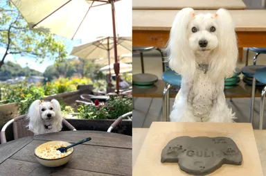 ペット同伴OKのカフェや陶芸体験(2,750円)、ドッグラン(有料)も楽しめる。キャリーに乗せて一緒にショッピングも可能。