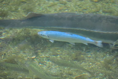 珍しい色で人気のコバルトビワマス