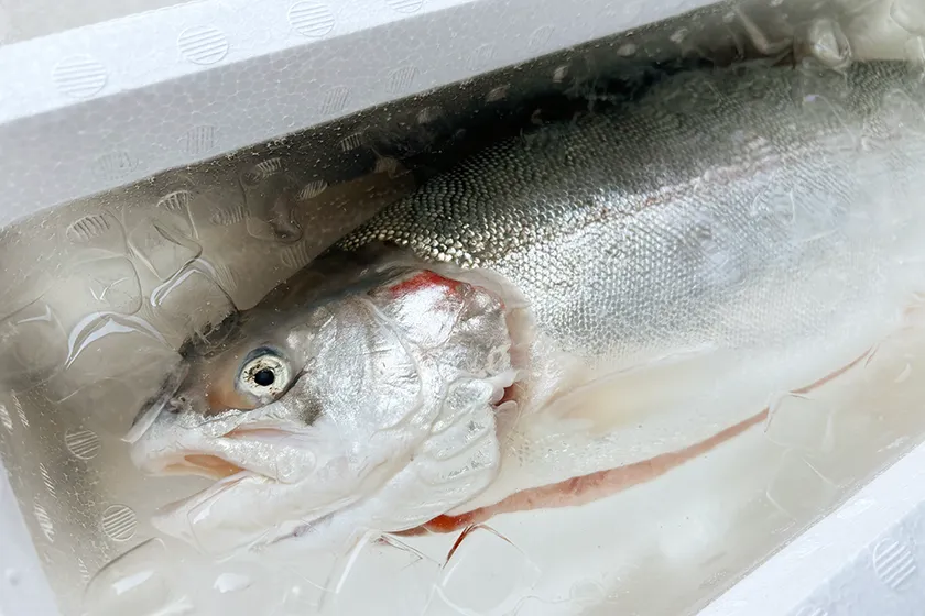 発送日の朝に締めるので鮮度抜群!