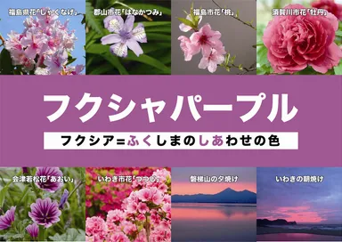 チームカラー「フクシャパープル」の由来