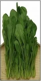 全国から集まる冬に絶品で希少な「鍋野菜」(壬生菜(みぶな))