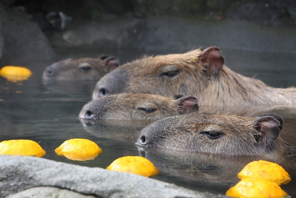 冬至には動物もゆず湯に入浴 伊豆シャボテン公園 カピバラのゆず湯 開催 株式会社サボテンパークアンドリゾートのプレスリリース
