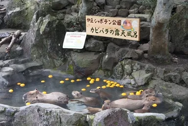 カピバラのゆず湯4