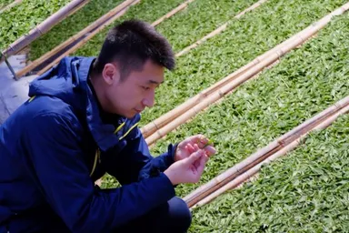 各地の茶畑に足を運ぶ