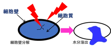 活性酸素による細胞壁分解