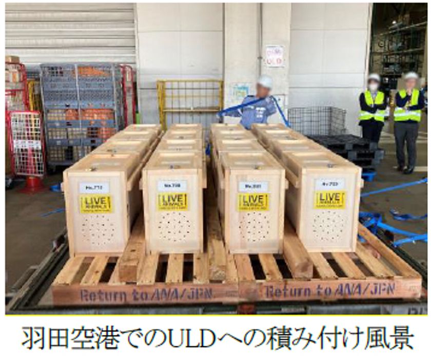 佐渡トキ保護センターから中国・北京へ
雌雄のトキ16羽の輸送をサポートしました。