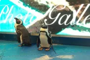 いろんなものに興味津々のペンギンたち
