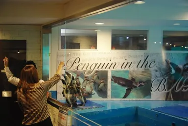 ペンギンへの餌やりも体験できます