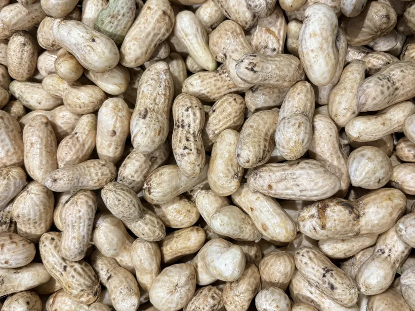 千葉県産!新豆落花生の掴み取り