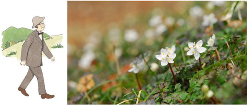 【六甲高山植物園】冬季特別開園
~雪を割って咲くバイカオウレンの群落~