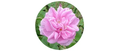 ブルガリアンローズ