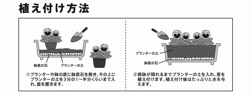 植えつけ方法(プランターの場合)