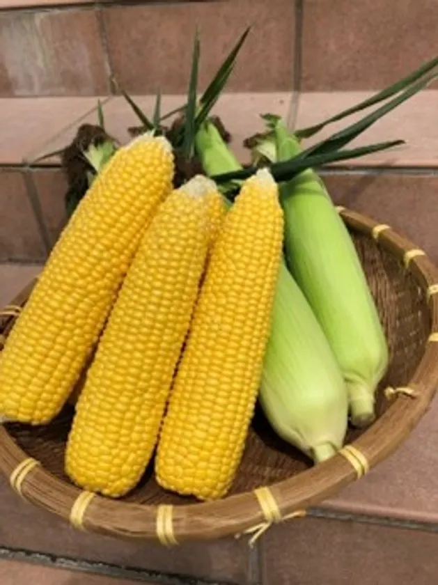 白石農園 とうもろこし