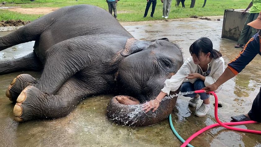 野生動物をもとめて: テレビ取材班とともに 動物園の飼育員さんに聞きました！『野生動物と暮らしてみたら