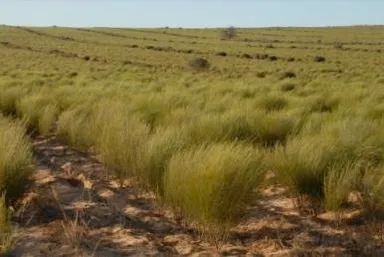 ルイボス畑イメージ