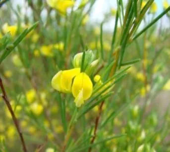 ルイボスイメージ