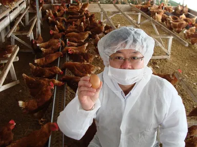 2013寒たまご採卵風景