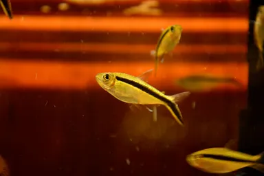 ペンギンテトラ