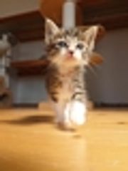 仔猫の相談室Vita(ヴィータ)のロゴ