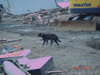 被災地をさまよう