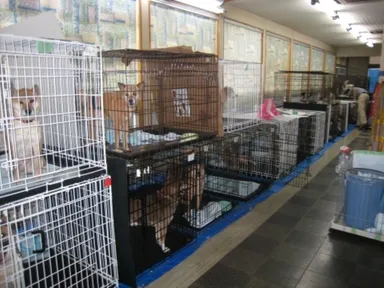 飼い主を待ち続けて