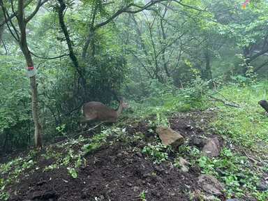 森の保全と害獣駆除は相関関係