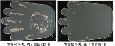 手洗い前後の菌の数