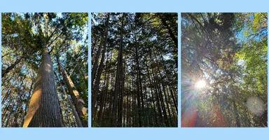 今後も森林の保有を通してカーボンオフセットに取り組みます