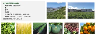 園芸作物・果樹への展開