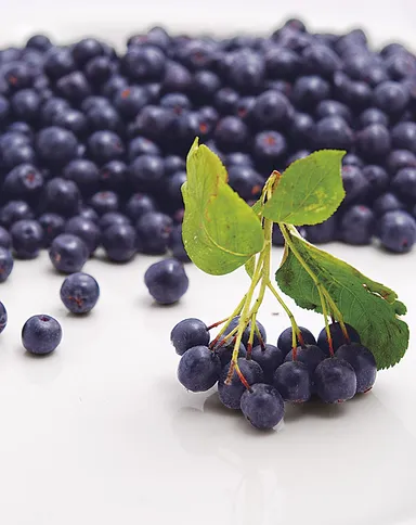 新・燃焼系果実「アロニア」画像