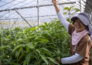 宮古島の生産者さん(マンゴー)