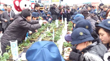 いちご狩りに夢中になる港区立御成門小学校の生徒たち