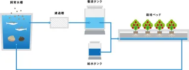 「アクアポニックス」の仕組み