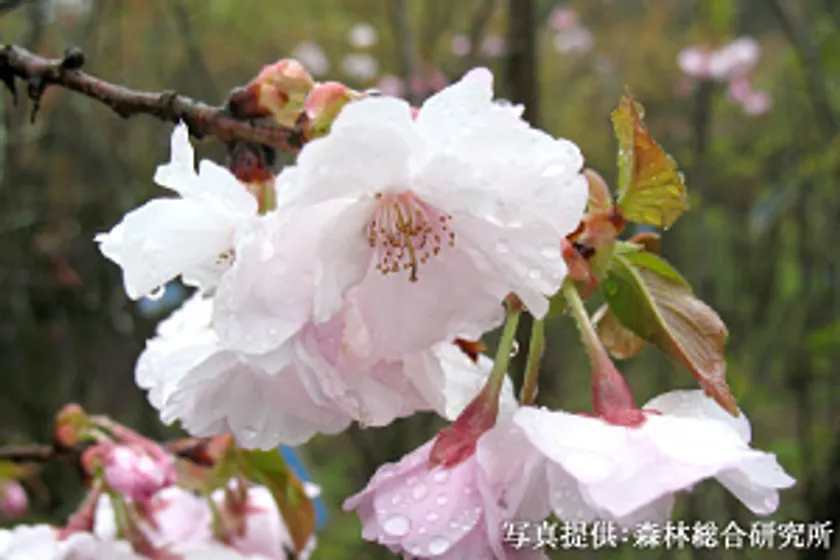 植樹される八重桜「はるか」