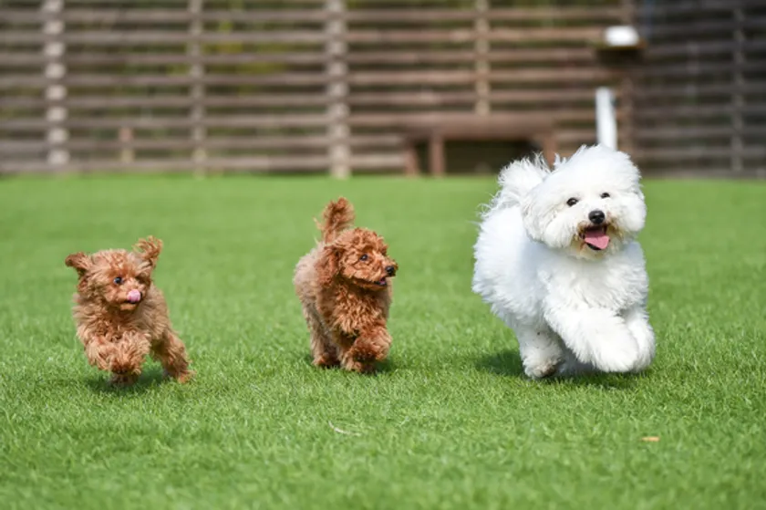 ドッグラン イメージ