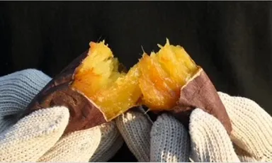 さつまいも博(2)