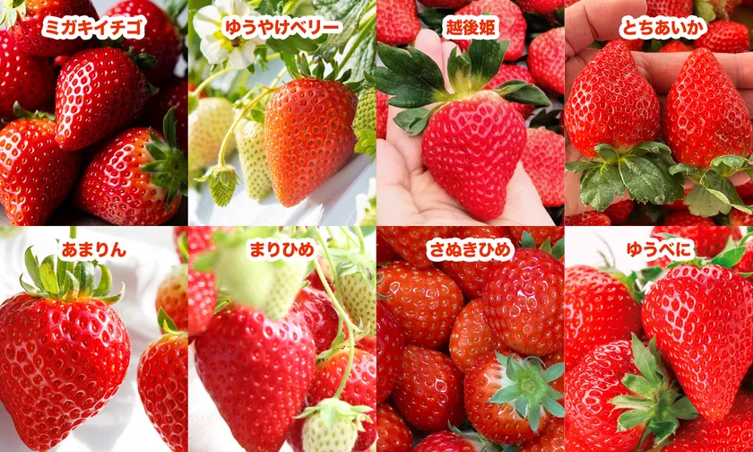 全国8種のいちごを食べ比べ