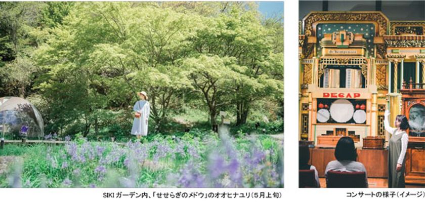 ROKKO森の音ミュージアム
「森の音ボタニカルフェア」
スイセン、オオヒナユリ、オオデマリなど
六甲山のナチュラルガーデンのフラワーシーズン
2025年3月15日（土）～5月21日（水）